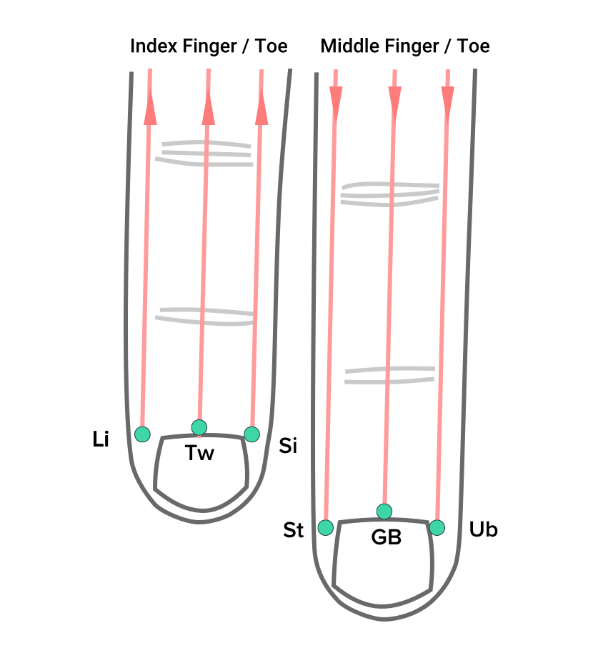 Main Byol Meridian Locations in the Yang Side of the Left Hand or Foot