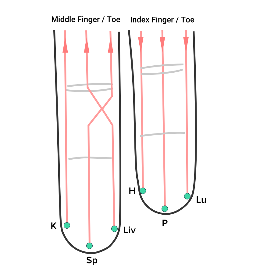 Byol Meridian Locations in the Yin Side of the Left Hand or Foot