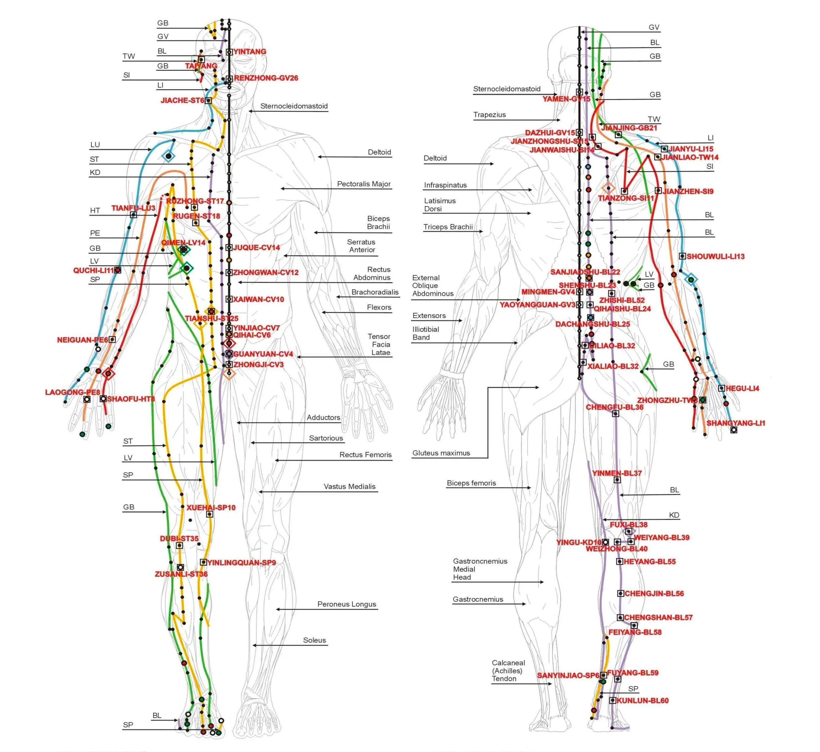 Human Body Meridians