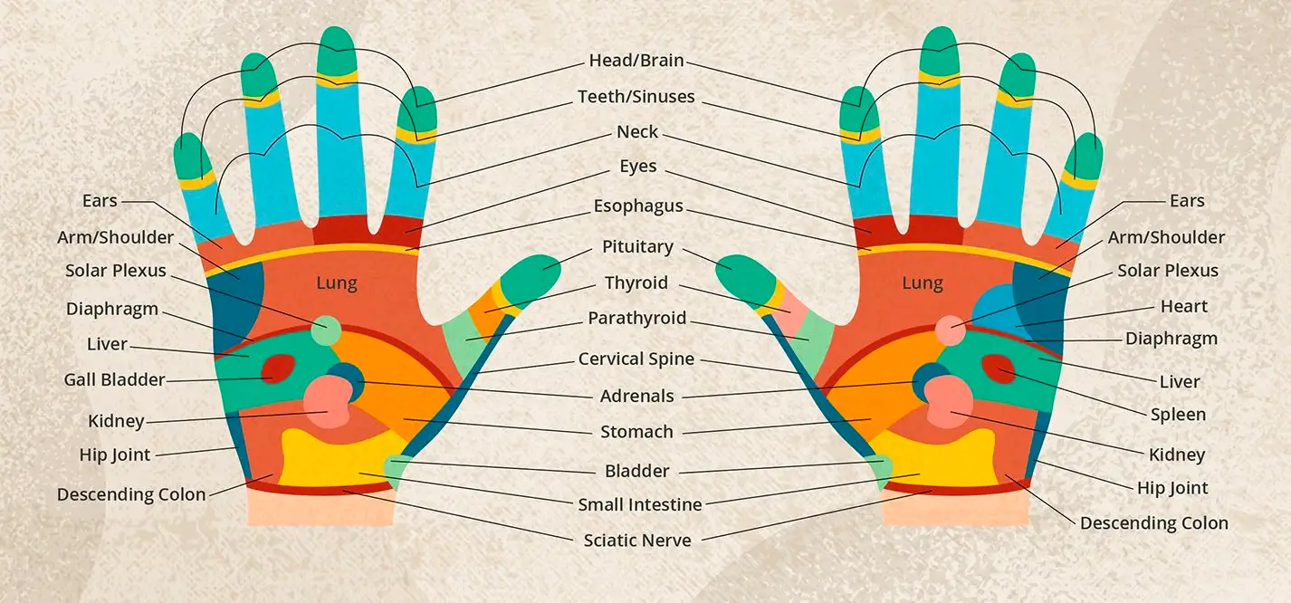 Feet Reflexology Map