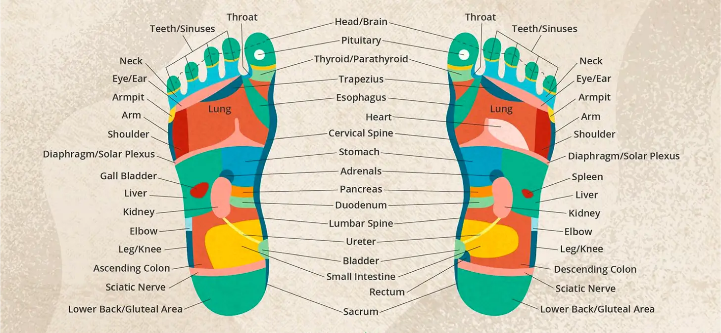 Feet Reflexology Map